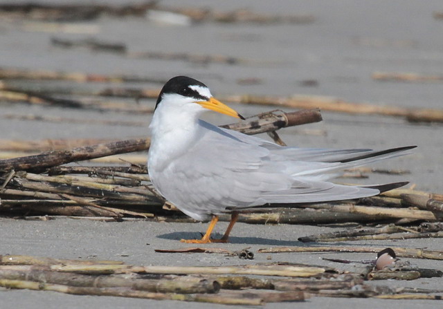 Least Tern