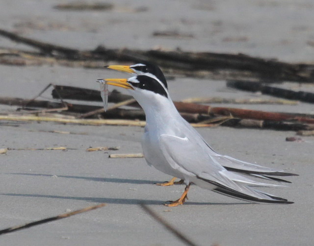 Least Tern