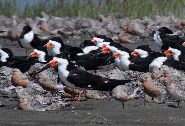 Black Skimmers