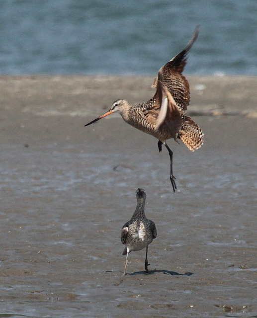 Marbled Godwit and Willet