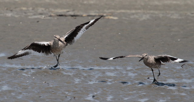 Willets