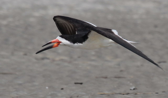Black Skimmers