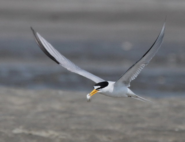 Least Tern