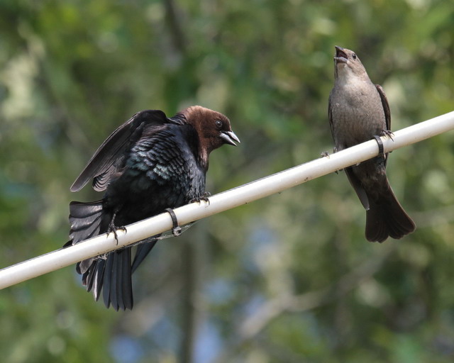Brown-headed Cowbirds