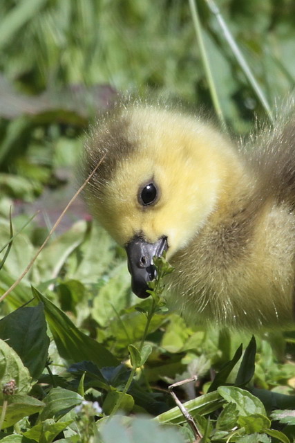 Canada Goose