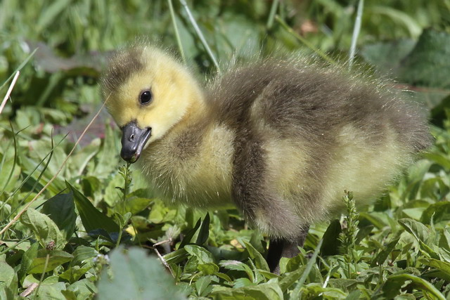Canada Goose
