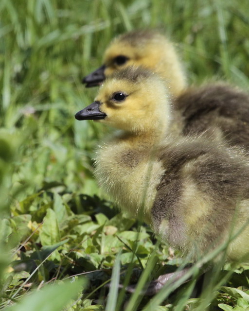 Canada Goose
