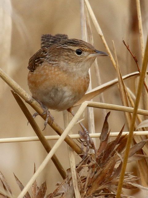 Sedge Wren