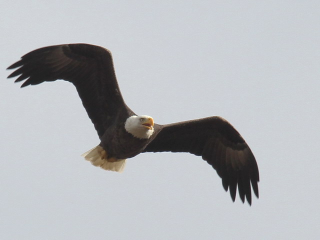 Bald Eagle