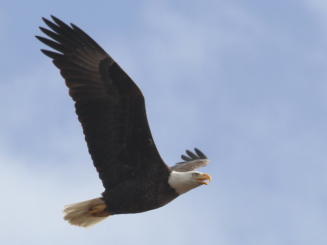 Bald Eagle