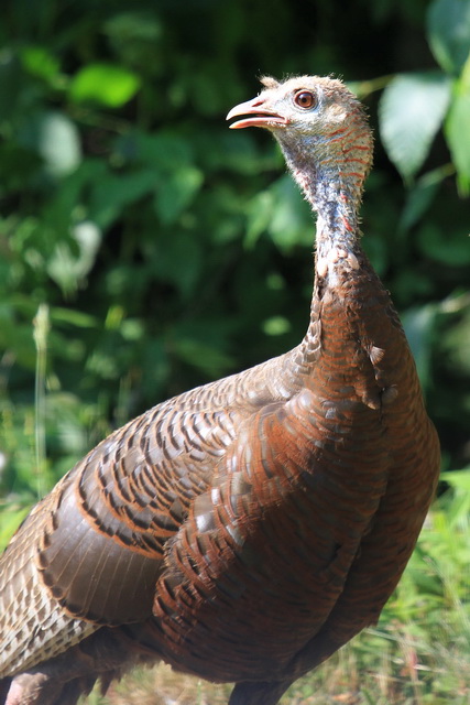 Wild Turkeys