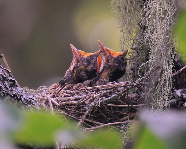 American Robin