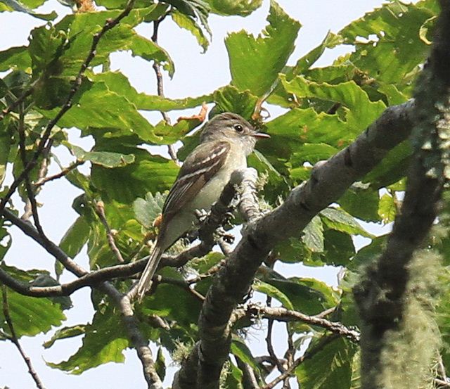Least Flycatcher