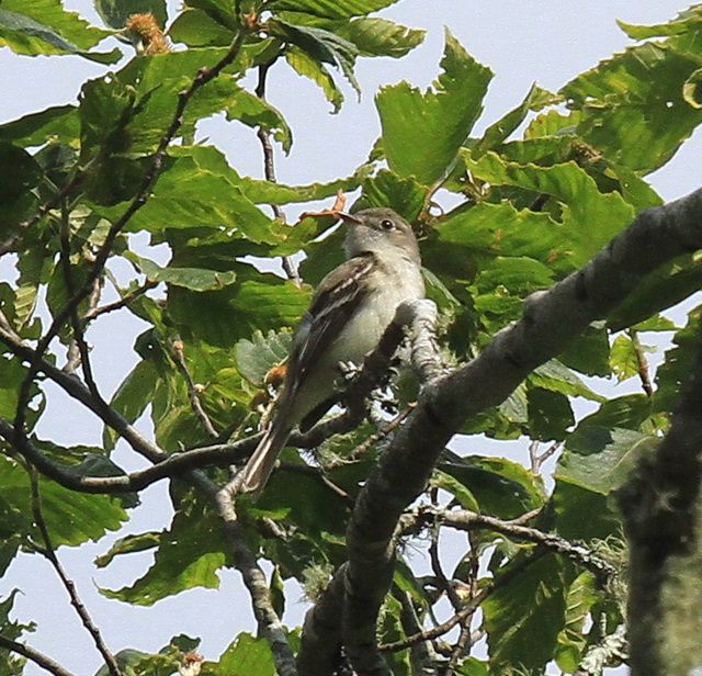 Least Flycatcher