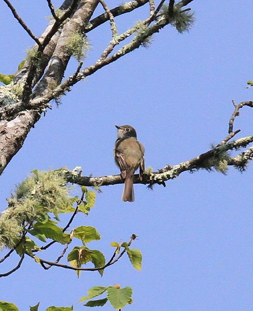 Least Flycatcher