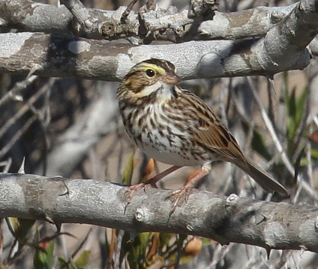 Savannah Sparrow