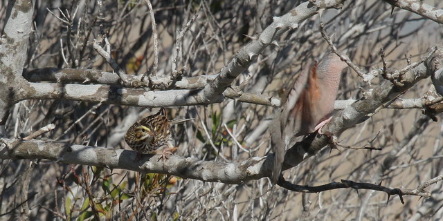 Savannah Sparrow