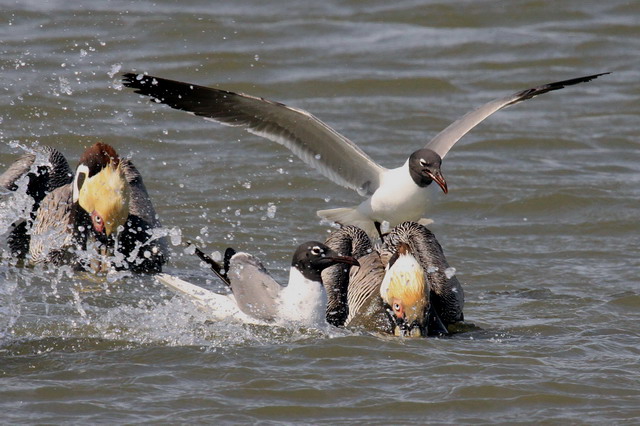 Brown Pelicans and Laughing Gulls