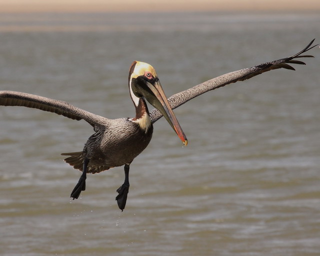 Brown Pelicans and Laughing Gulls