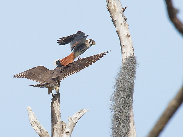 American Kestrel and Merlin