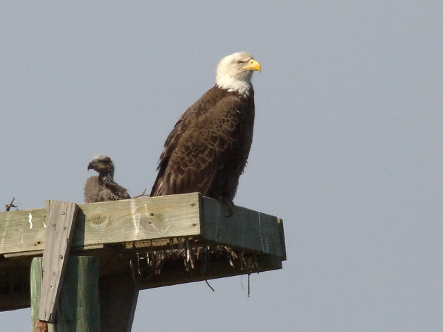 Bald Eagles