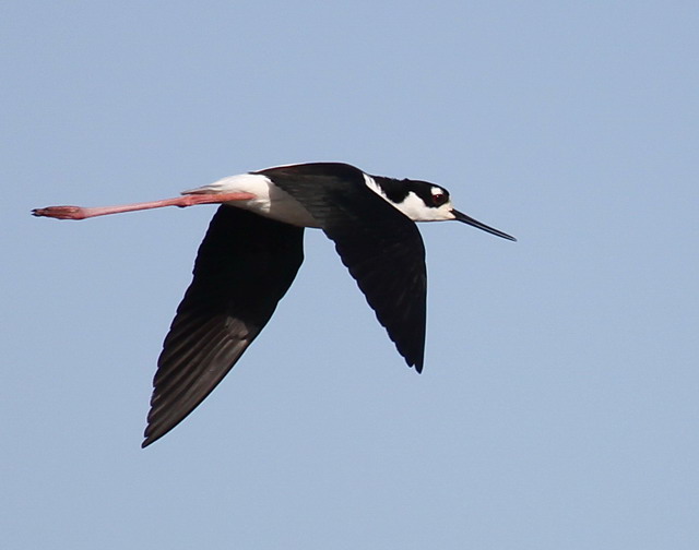 Black-necked Stilt