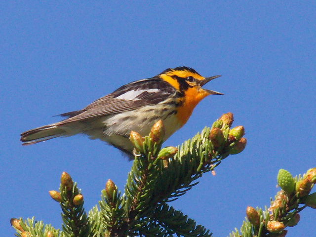 Blackburnian Warbler