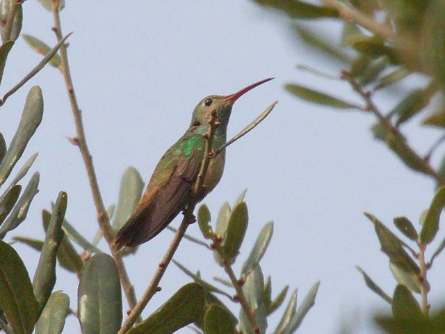 Buff-bellied Hummingbird
