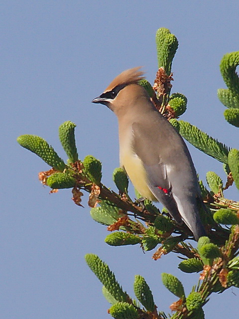 Cedar Waxwing