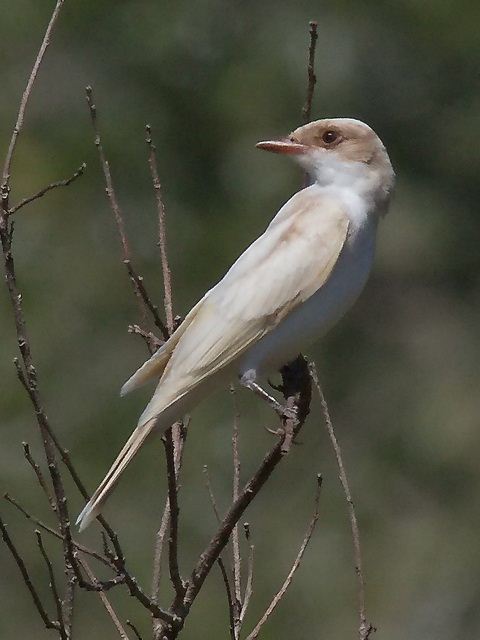 Eastern Kingbird