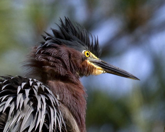 Green Heron