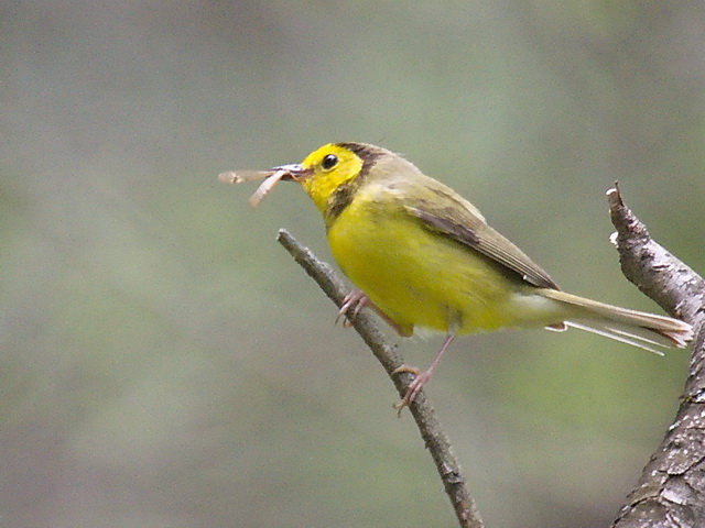 Hooded Warbler