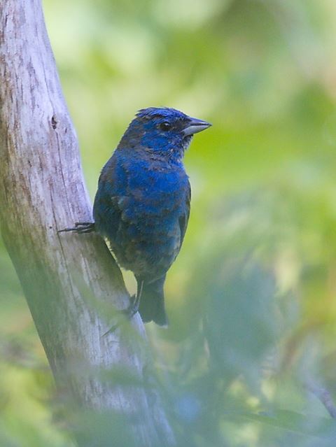 Indigo Bunting