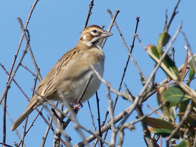 Lark Sparrow