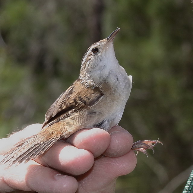 Marsh Wrens