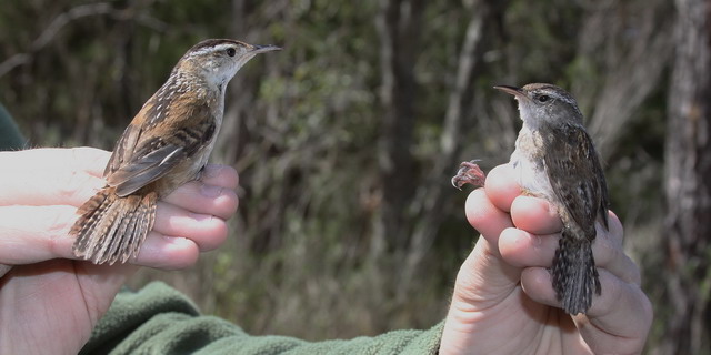 Marsh Wrens