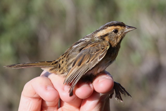 Nelson's Sparrow