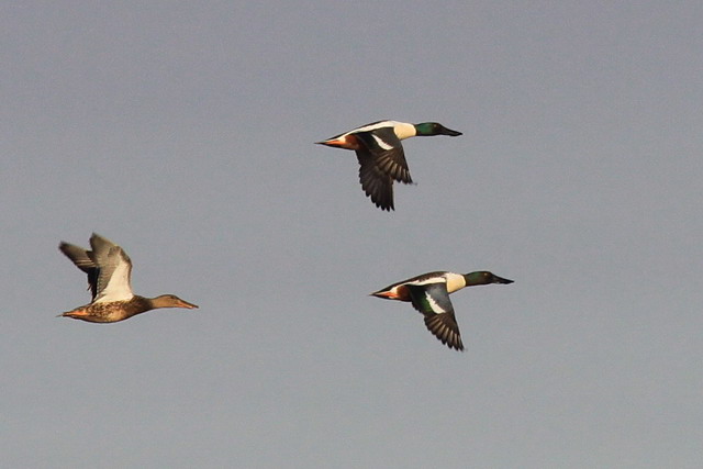Northern Shovelers