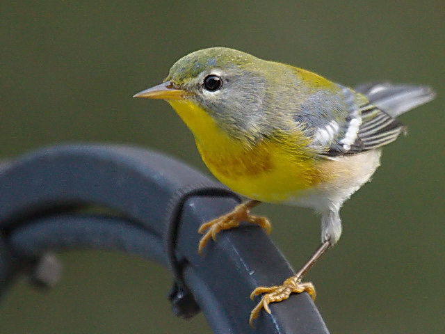 Northern Parula