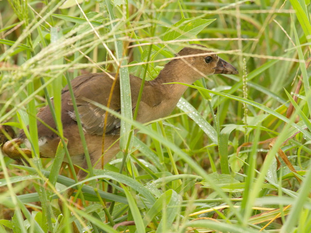 Purple Gallinules