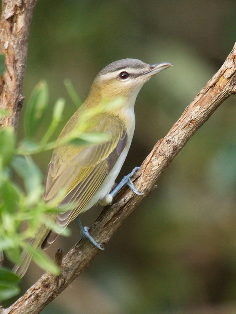 Red-eyed Vireo