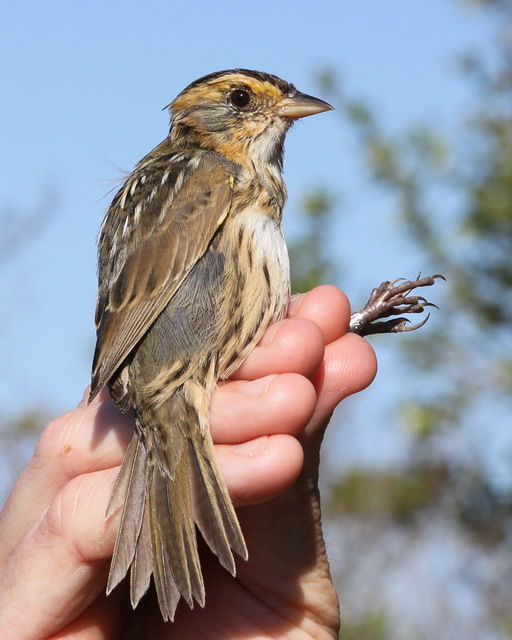 Saltmarsh Sparrow