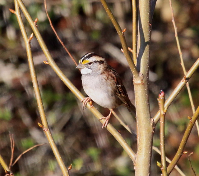 White-throated Sparrow