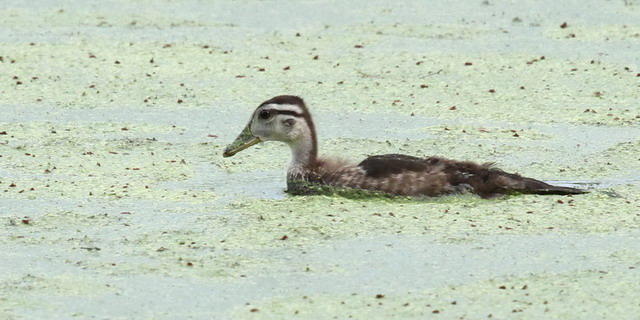 Wood Duck