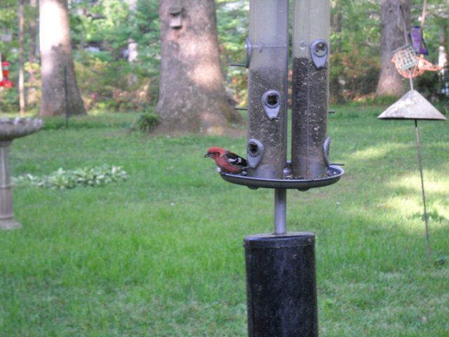 White-winged Crossbill
