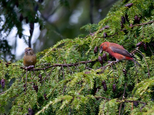 Red Crossbills