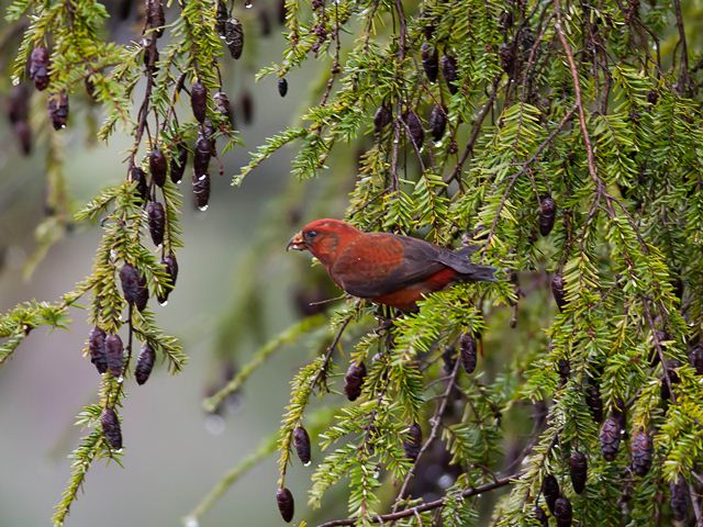 Red Crossbills