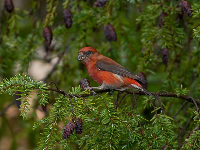 Red Crossbills