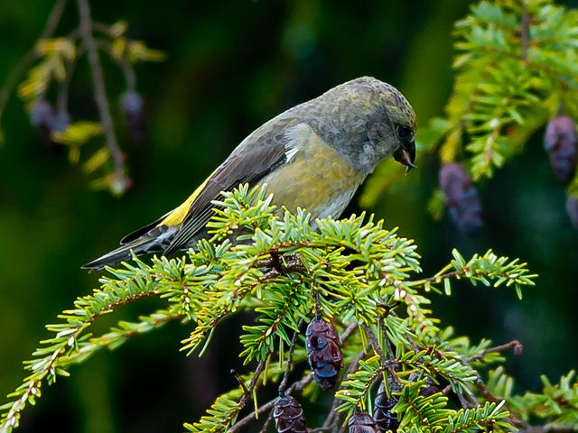 Red Crossbills