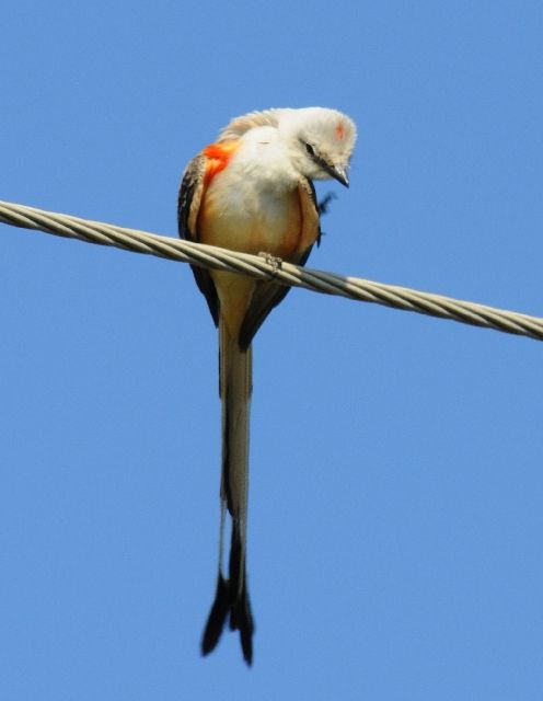 Scissor-tailed Flycatchers
